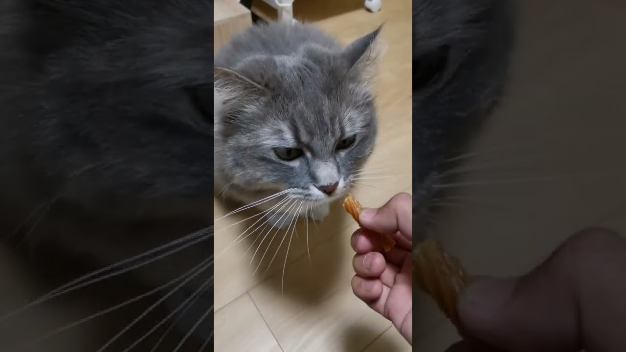 猫に歯磨きおやつを上手にあげる方法【サイベリアンのラフィ】#shorts
