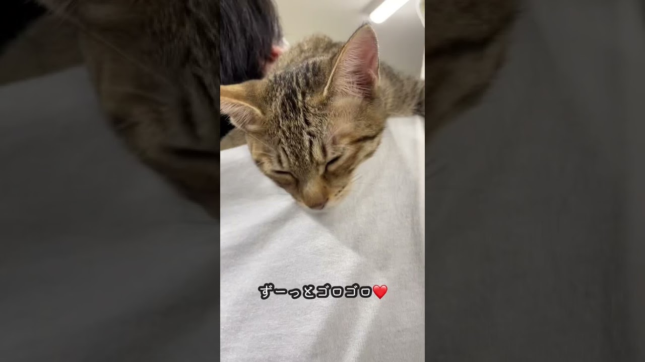 肩乗り甘えん坊子猫が癒しすぎる…♪