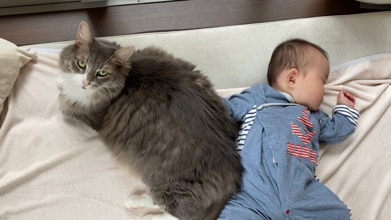 交替で赤ちゃんの近くにいる猫　ノルウェージャンフォレストキャット　ラガマフィンCats that take turns near the baby. Norwegian.Ragamuffin.