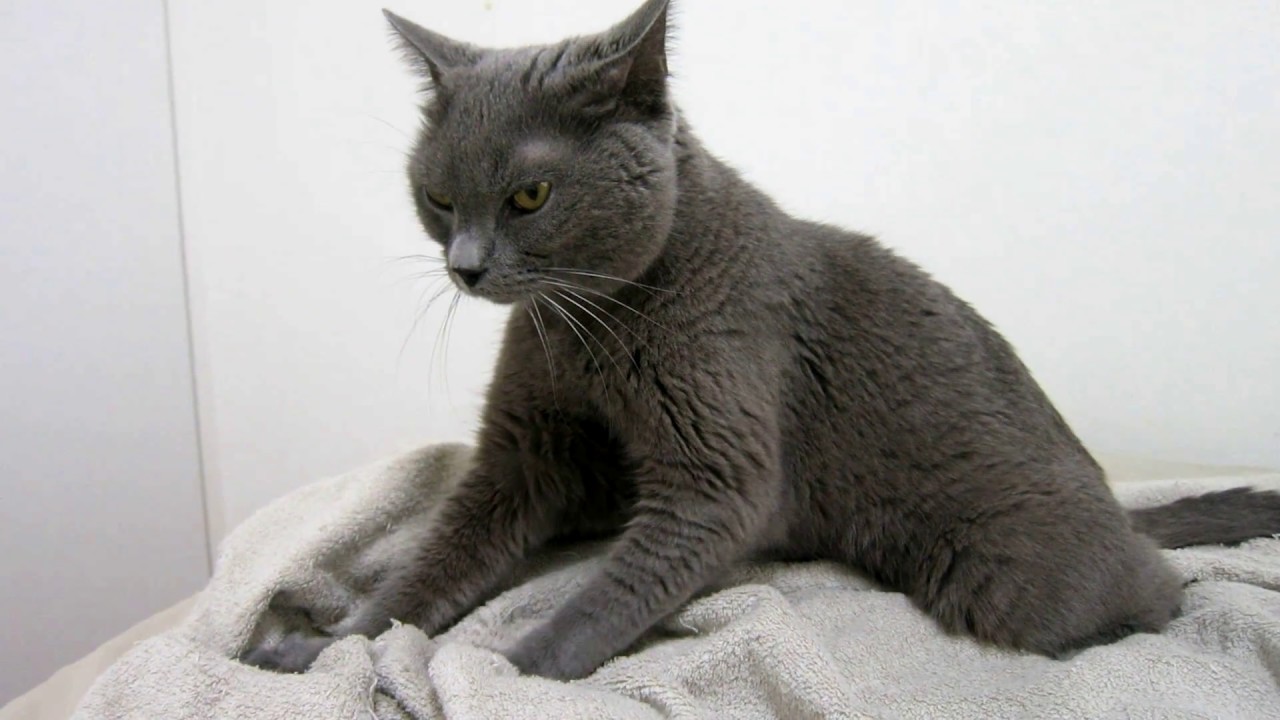 シャルトリュー猫パリス君 ふみふみ2017