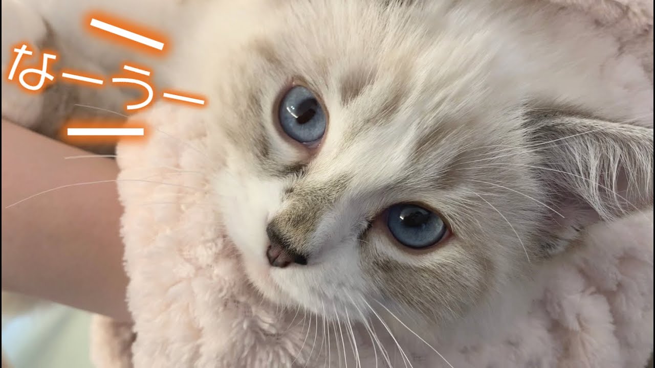 【子猫】ラグドールの鳴き声が可愛すぎる動画