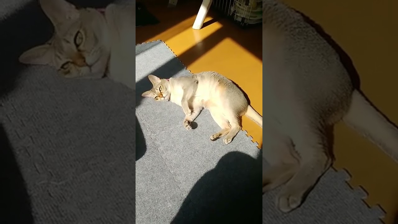 シンガプーラ猫だって日向ぼっこ　#shorts
