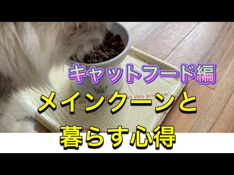 『メインクーンと暮らす心得』⭐️キャットフード編　メインクーン専門猫カフェmof.mof