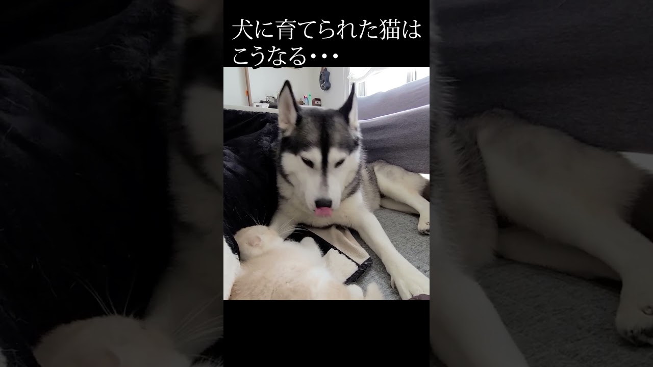 ハスキー犬に育てられた子猫はこうなる...#shorts