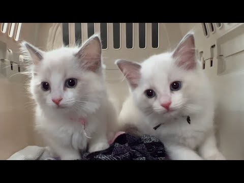 双子ラグドールの子猫可愛い映像まとめ 生後2ヶ月→3ヶ月