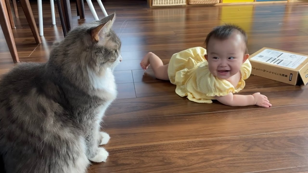 オモチャを箱まで遊び尽くす猫　ノルウェージャンフォレストキャットA cat that plays with toys up to the box. Norwegian Forest Cat.