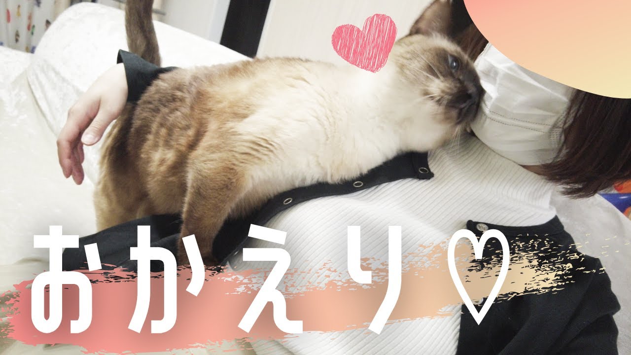 仕事終わりの飼い主にすりすり甘えて癒してくれる元野良の保護猫【シャム猫/シャムミックス】