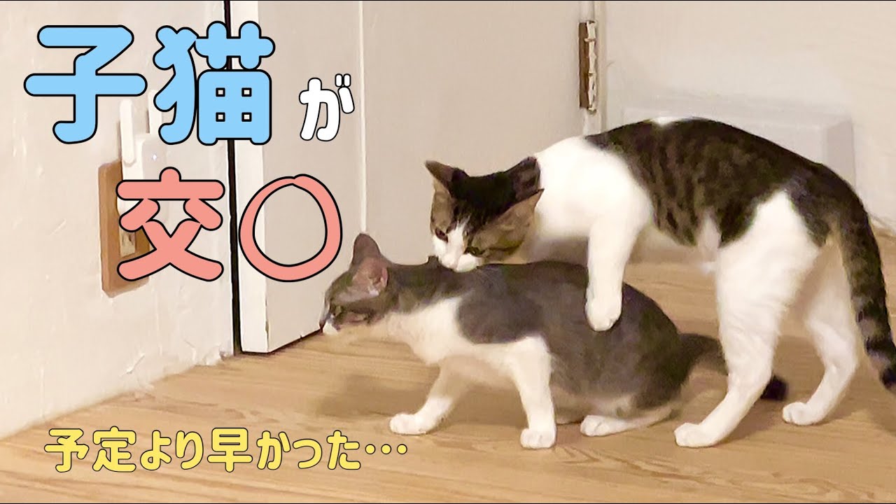預かり子猫が交尾…緊急手術しました