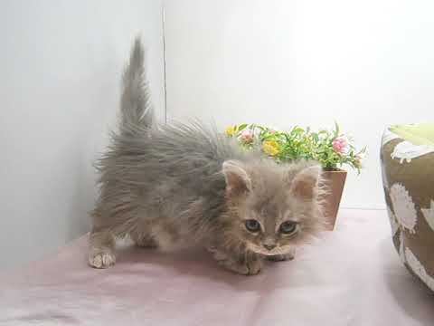 Coo&RIKU　No505702　セルカークレックス