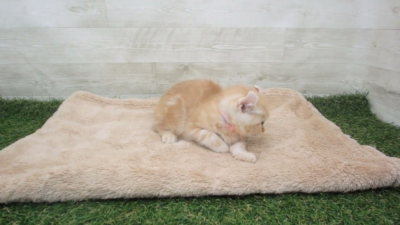 00589507 アメリカンカール