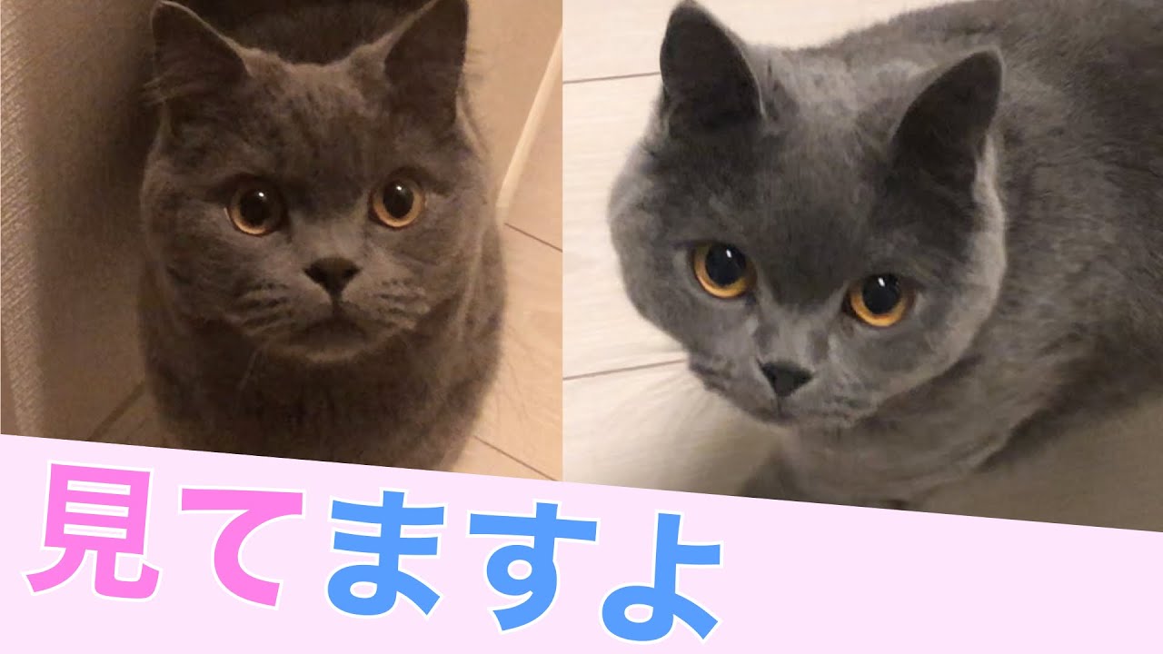 ストーカー猫たちの一日【ブリティッシュショートヘア】
