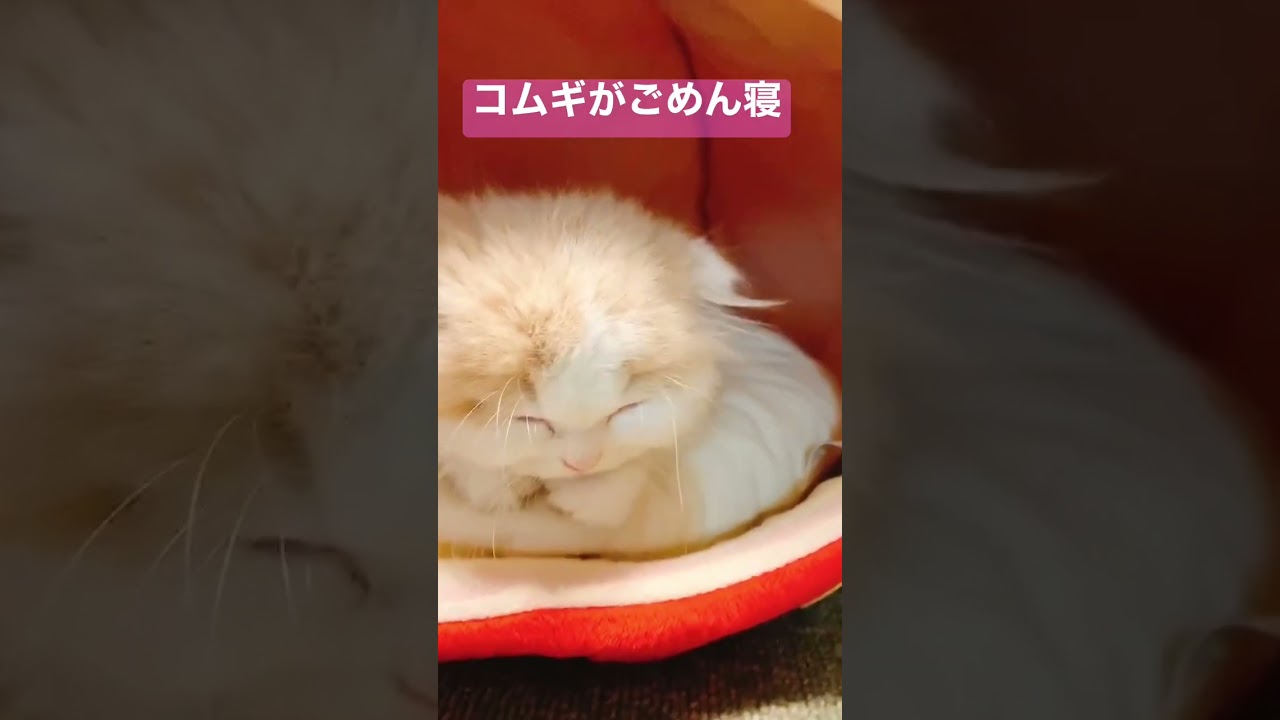 スコティッシュフォールドの子猫【ごめん寝】#shorts #cutebaby # cat#かわいい動物