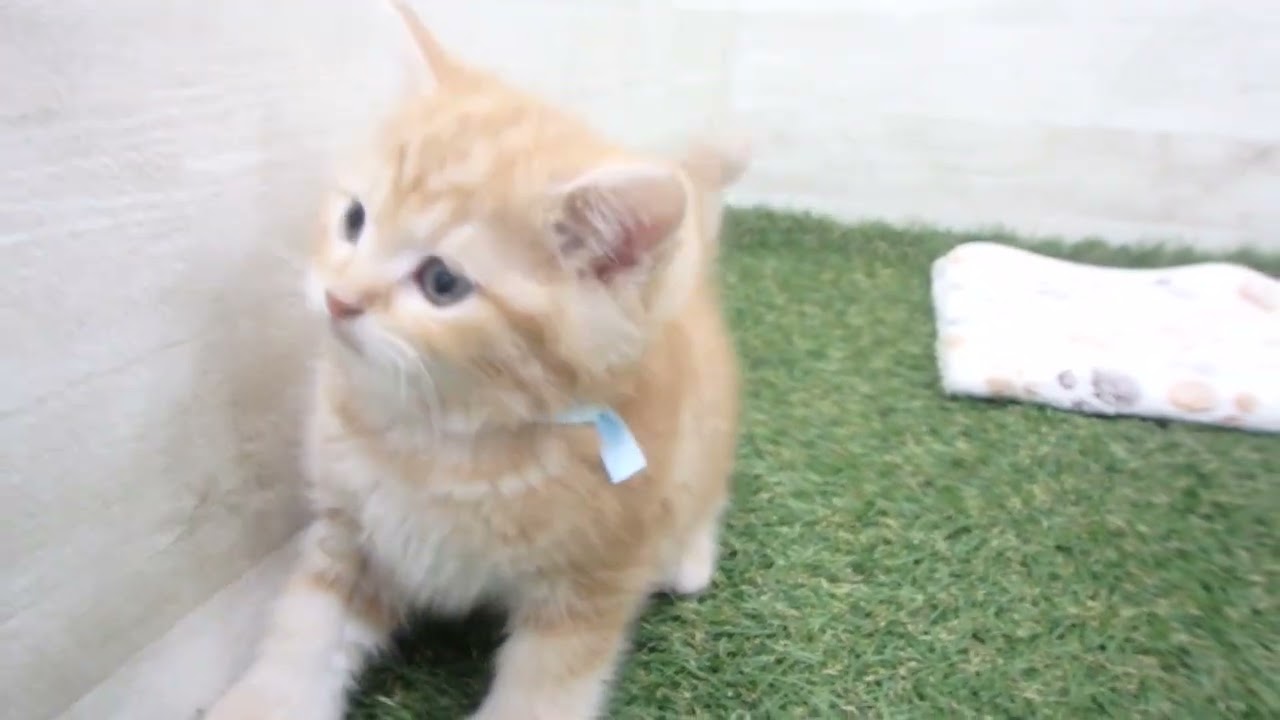 00604236 アメリカンショートヘアー