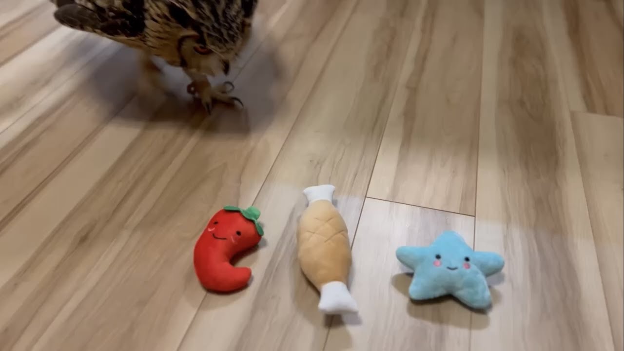 #595 欲張りフクロウさん Greedy owl 【ベンガルワシミミズク】