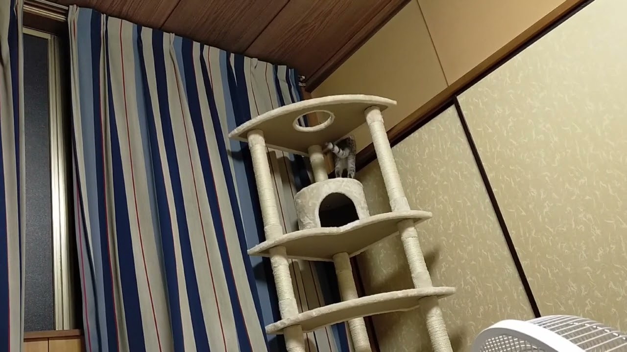【エジプシャンマウはる】　キャットタワー登ってみたが