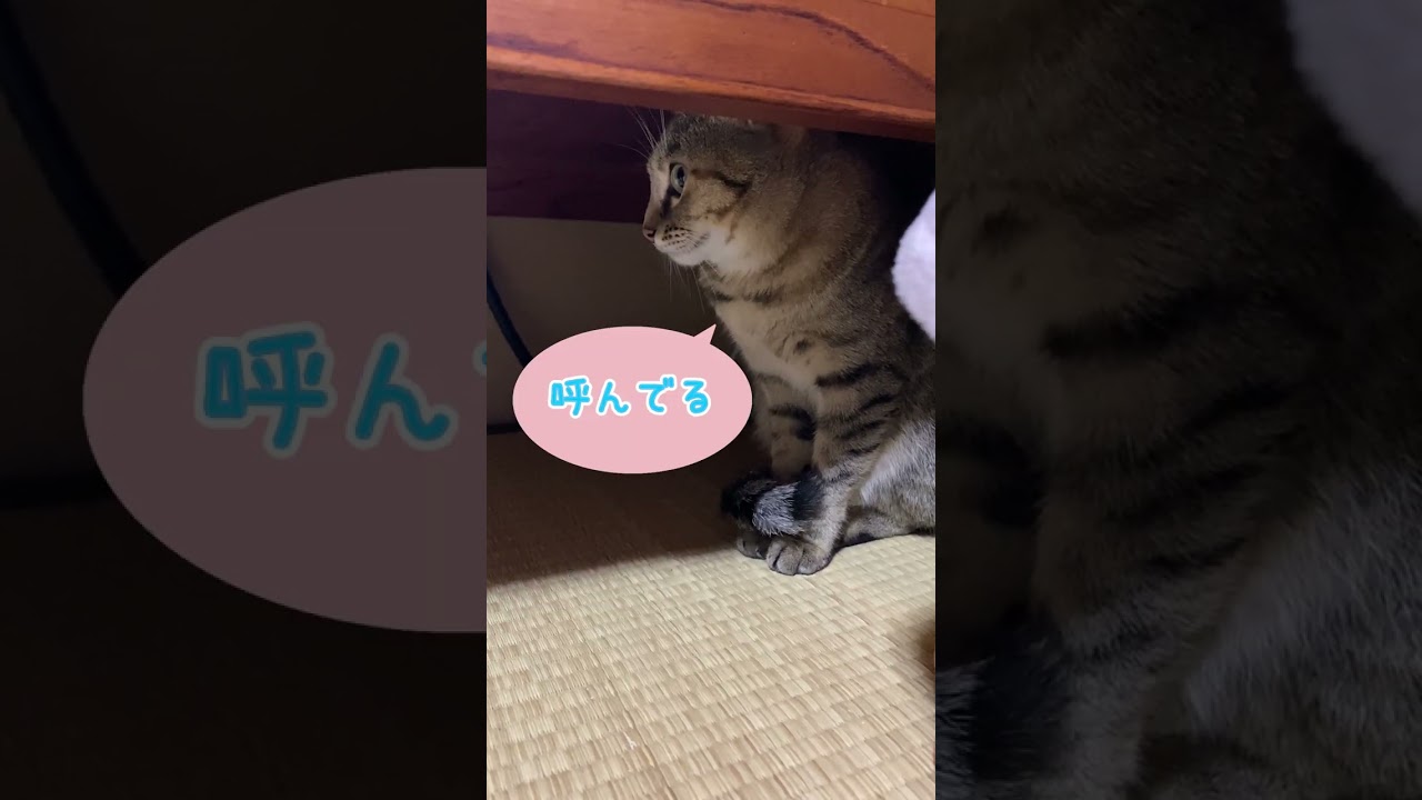 パパが呼ぶと「キャウー♡」って返事しながら甘える子猫