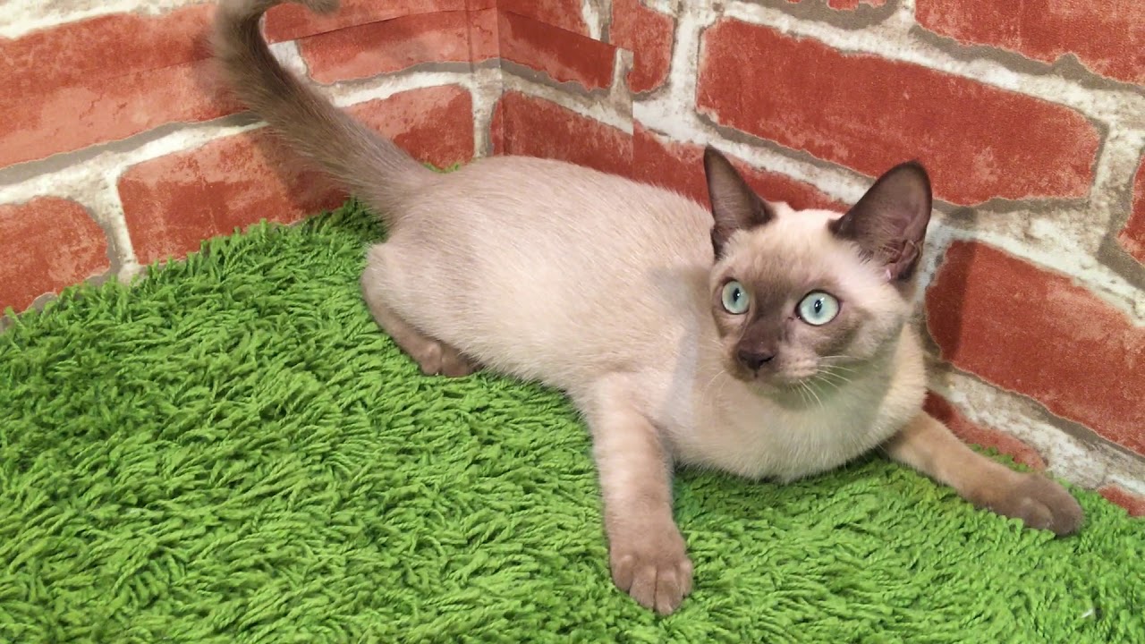 No.388815　トンキニーズ