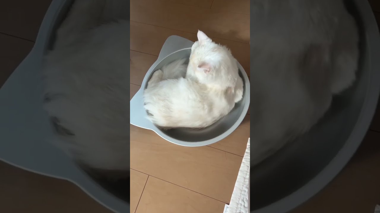 視線が気が散るニャと睨まれる【サイベリアン】#shorts #ショート動画　#猫
