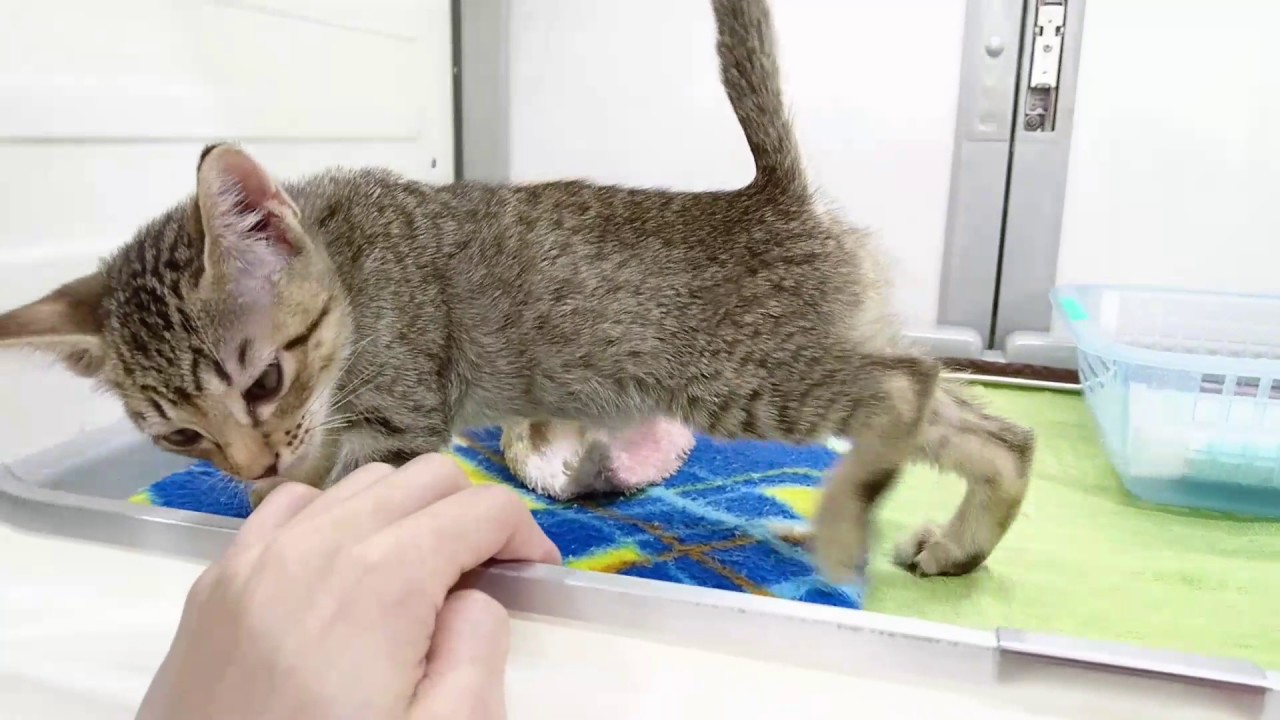 ワンダードック平岸店 オシキャット