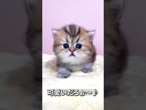 【子猫の成長記録】#shorts #ミヌエット #マンチカン #子猫