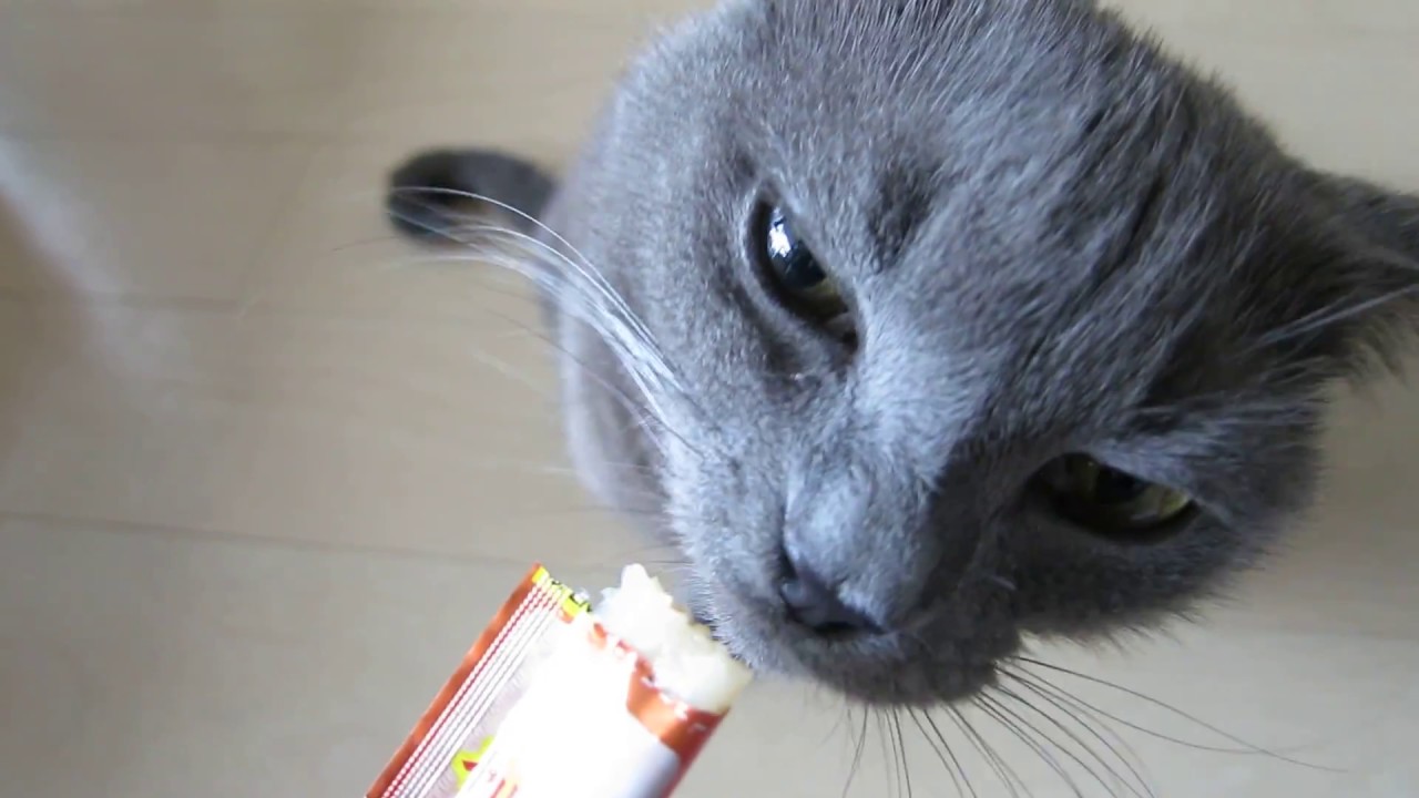 シャルトリュー猫パリス君 チュールをペロペロ