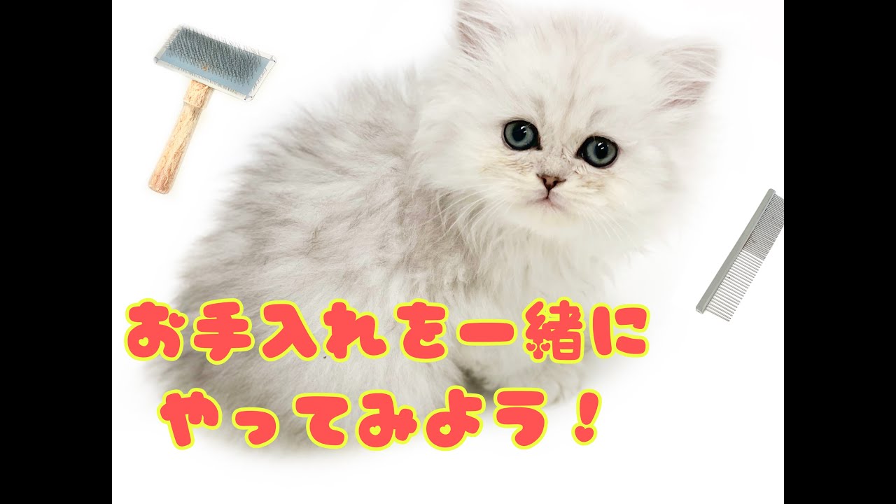 ペルシャちゃんの御手入れを一緒にやってみよう！