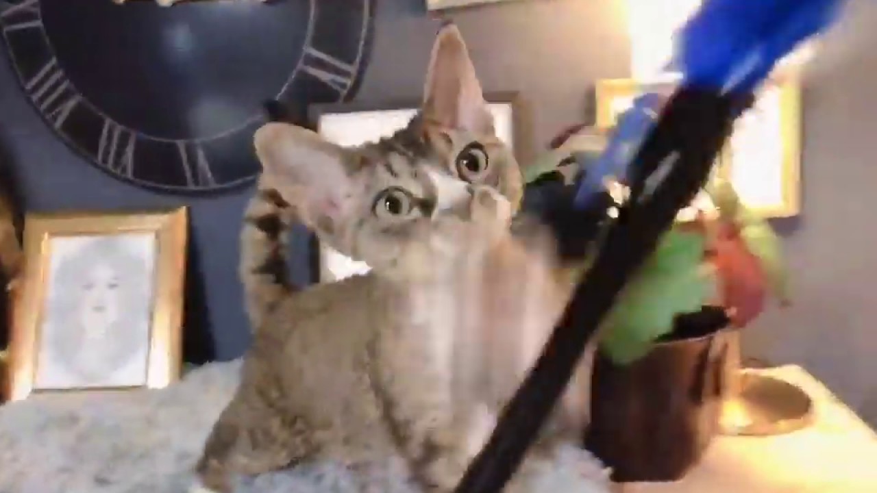 抜け毛の少ないプードルキャット！デボンレックス