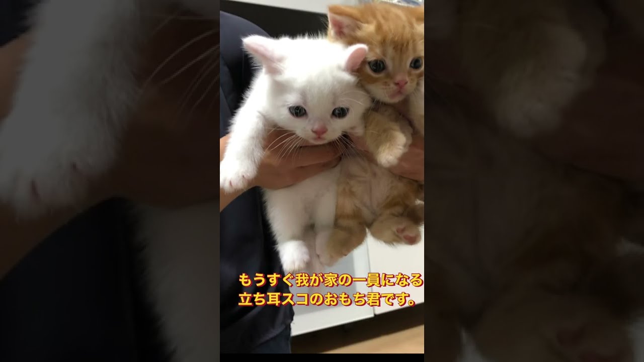 もうすぐ家族が増えます。#子猫　#スコティッシュフォールド