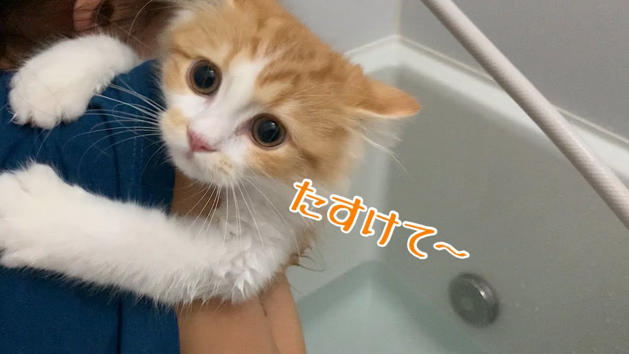 初めてのお風呂に困惑するラガマフィンの子猫がこちらです
