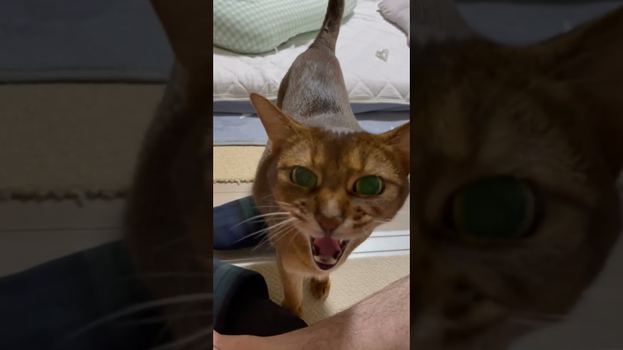 少し懐いてきた　凶暴猫　ルル　アビシニアン　#12