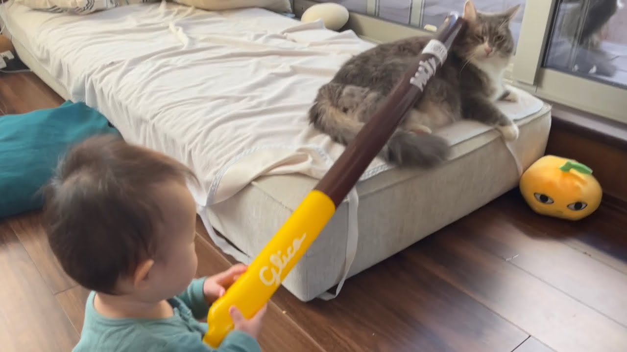 赤ちゃんからポッキーでツンツンされても全く動じない猫　ノルウェージャンフォレストキャット　Cat poked with stick by baby