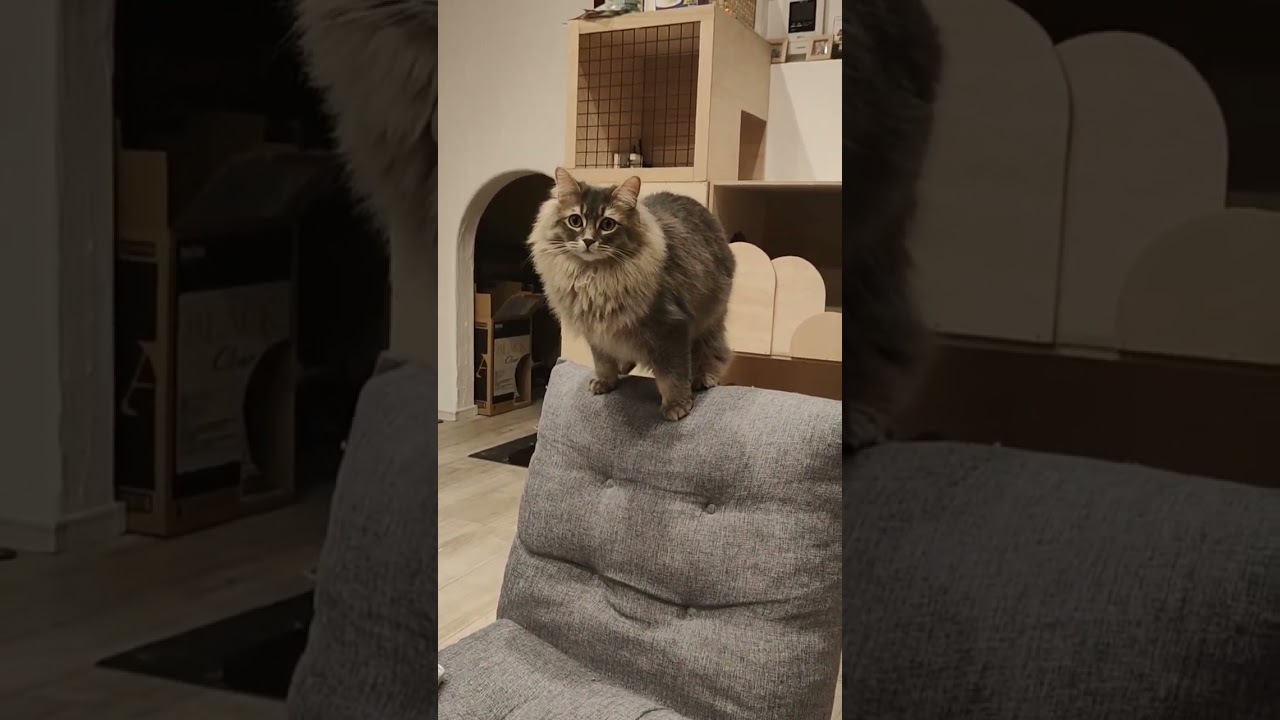 サーカスで玉乗りが上手そうなうちのモフ猫【サイベリアンのラフィ】#shorts