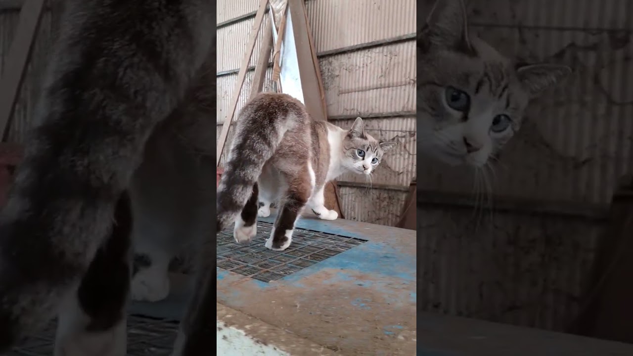 【三毛猫　シャム猫ミックス】カメラを気にしない猫と気にする猫　#short #猫動画