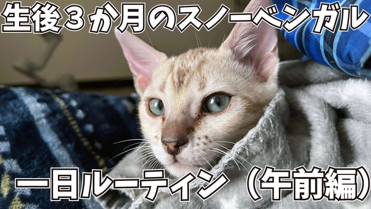 生後３か月のスノーベンガルの一日ルーティン（午前編）。