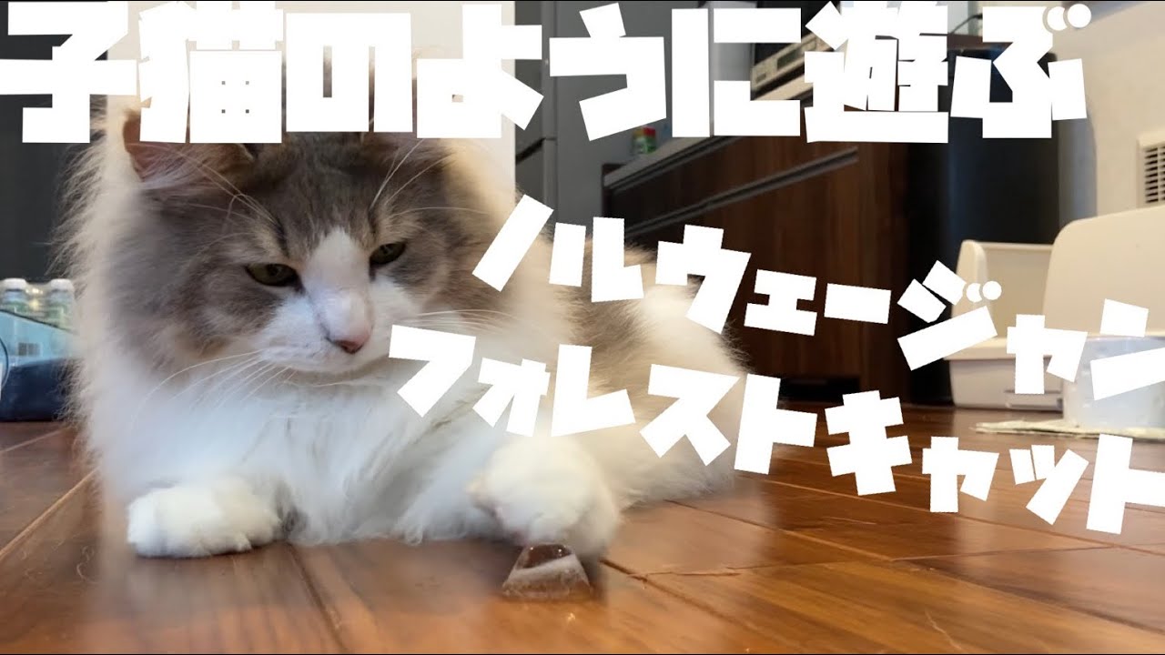 長毛猫の夏のおもちゃはコレに限る！！【ノルウェージャンフォレストキャット】