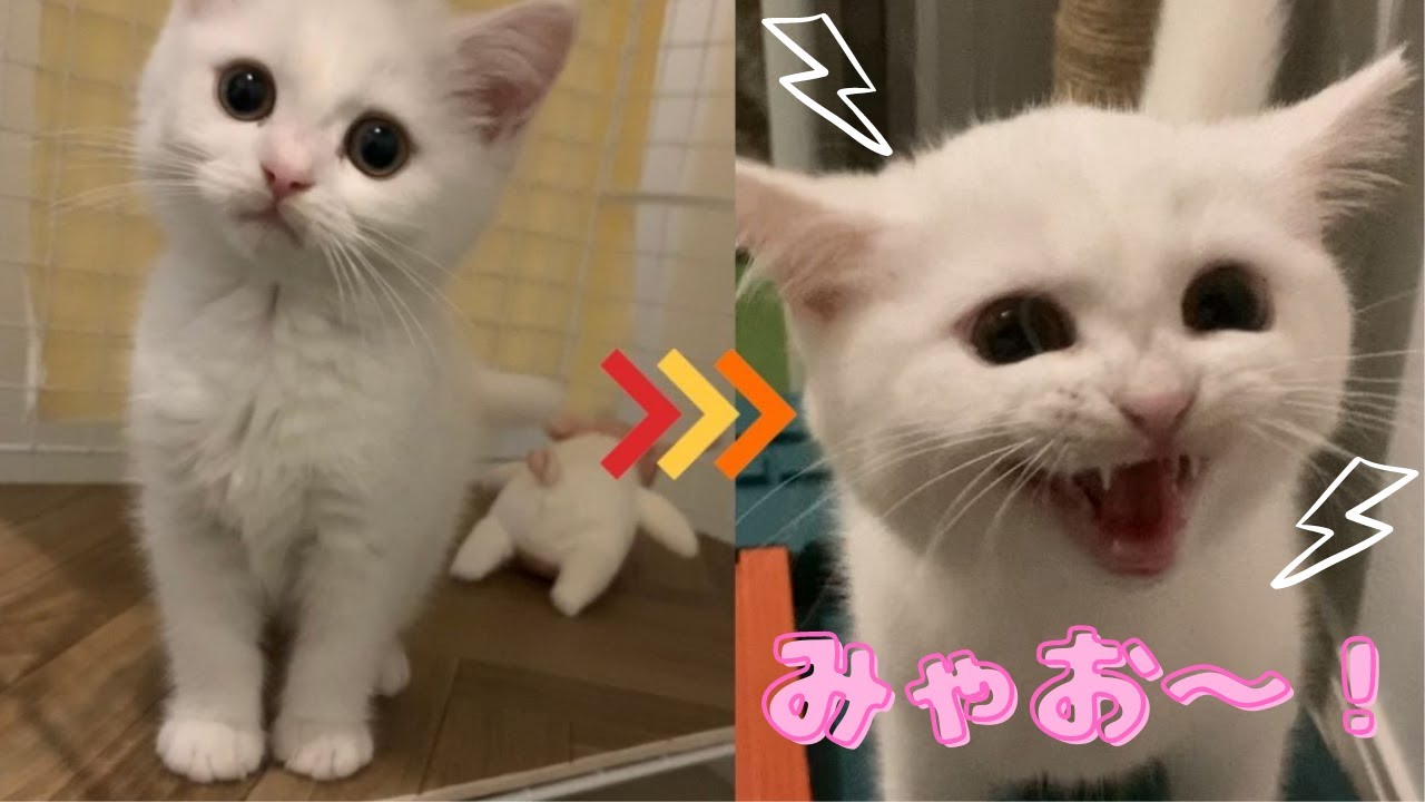 【子猫鳴き声】ごはんくれ～！と全力で鳴くスコティッシュフォールドの子猫がかわいい#Shorts