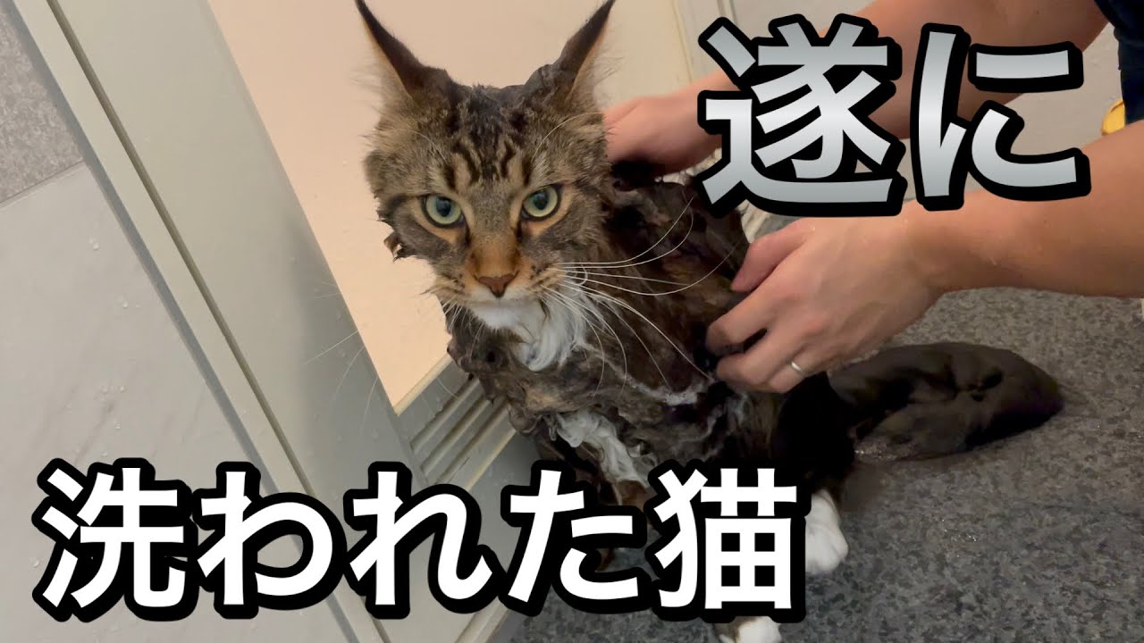 巨大猫メインクーンのお手入れ　ブラッシングとシャンプー編【後編】