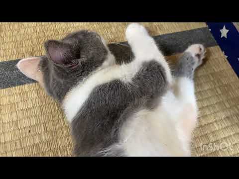 スコティッシュフォールド 子猫