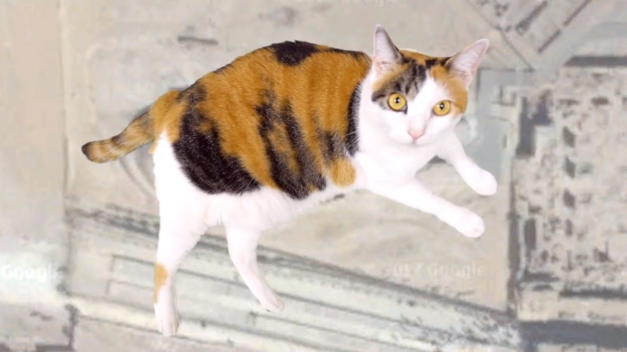 スフィンクスの代理をする猫