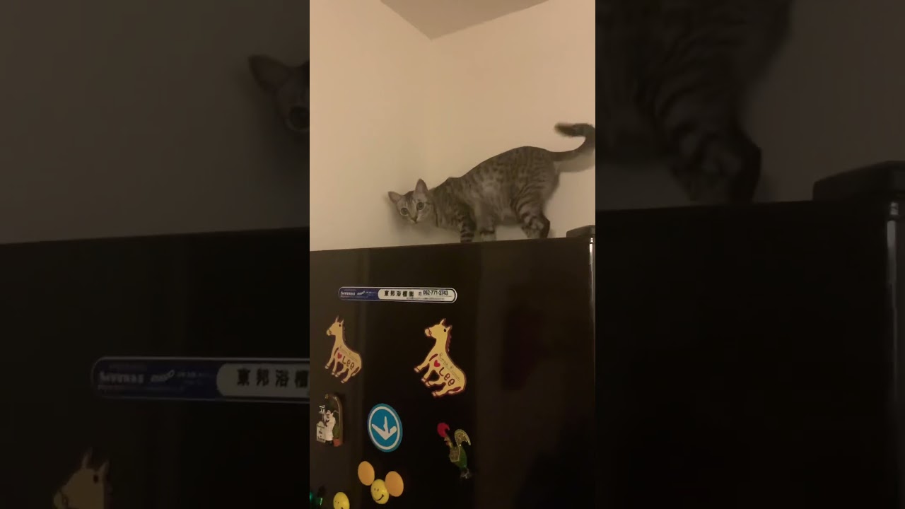 脅威のジャンプ力を誇るオシキャット、ユキオ🐱