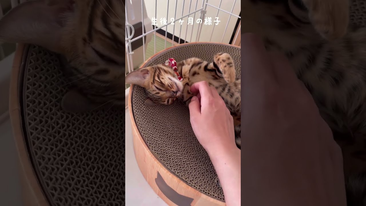 【猫の鳴き声】生後2ヶ月ベンガル猫！かわいい声#shorts