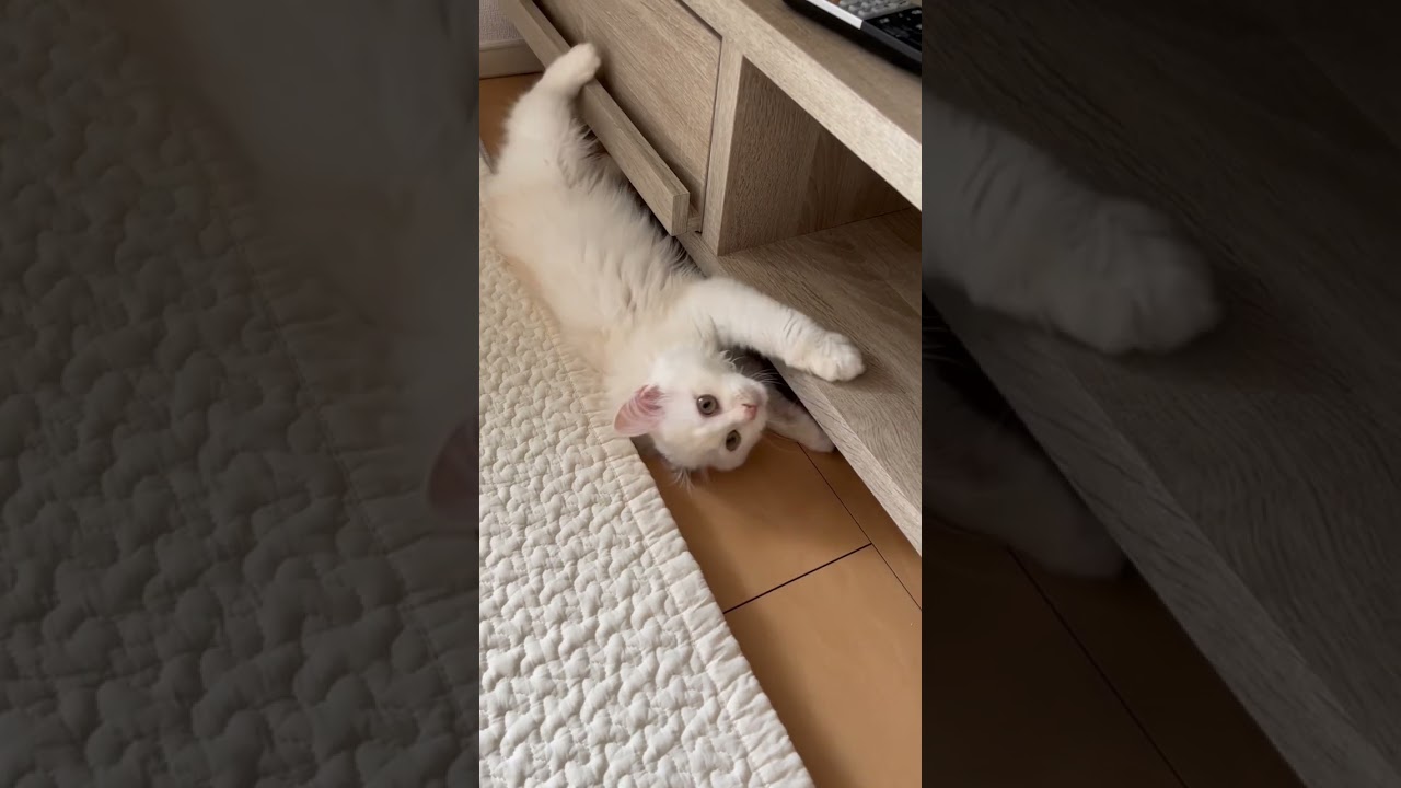 おもちゃ奥に入っちゃったと報告してくる猫【サイベリアン】#ショート動画