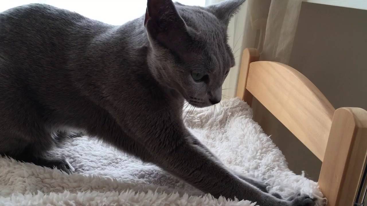 ふみふみ、始めました。