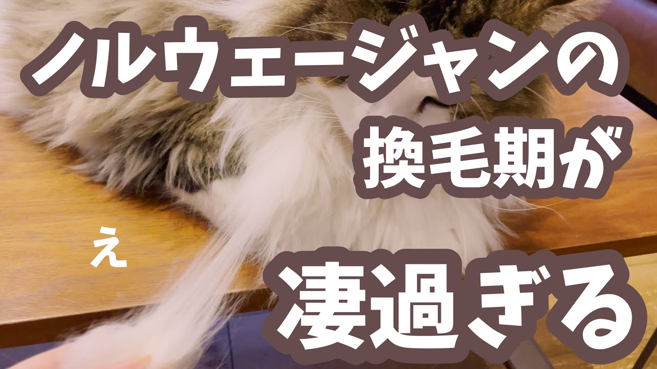 すごいの取れた！本気の換毛期にビックリ［ノルウェージャンフォレストキャットnorwegian forest cat］