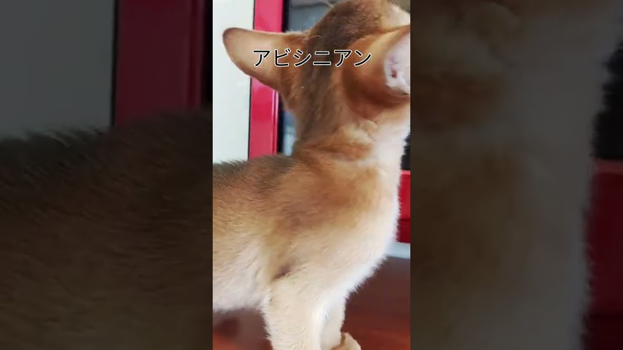 #アビシニアン#子猫#ねこ#猫#ルディ
