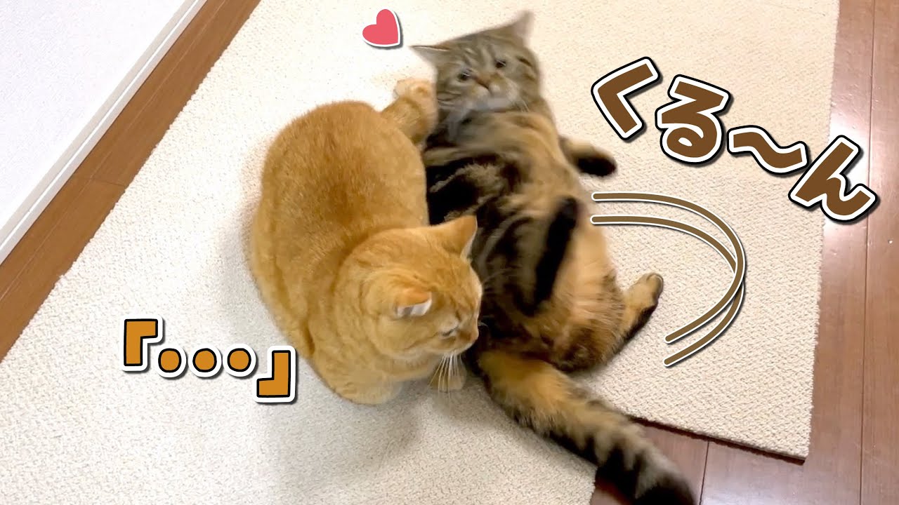 兄猫のことが好きすぎて転がって甘える弟猫が可愛すぎる！