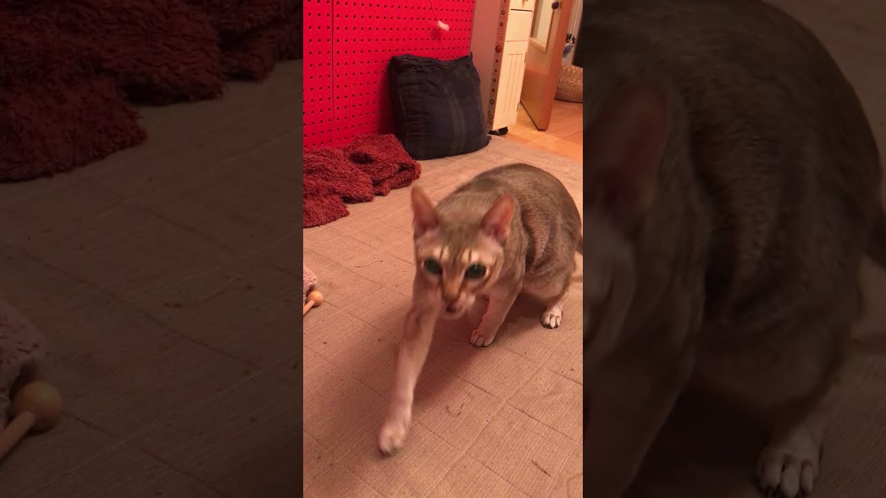 肩叩き棒にくっさ～しちゃうシンガプーラなのにゃ♪②