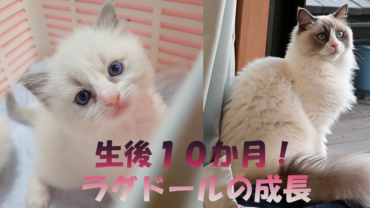 生後１０か月のラグドール、子猫時代との成長ぶりを比べてみました！身体だけでなく心も大きく成長！現在の大きさは兄猫メインクーンと近差に！？