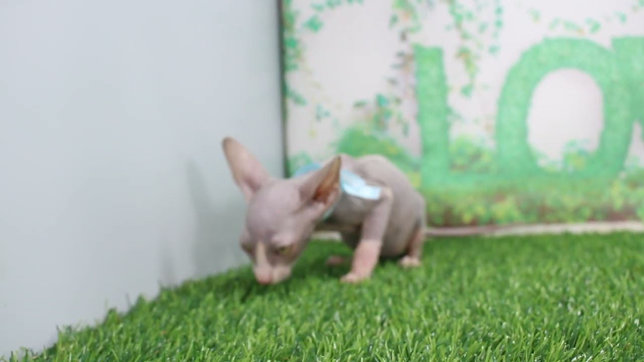 Coo&RIKU　No608261　スフィンクス