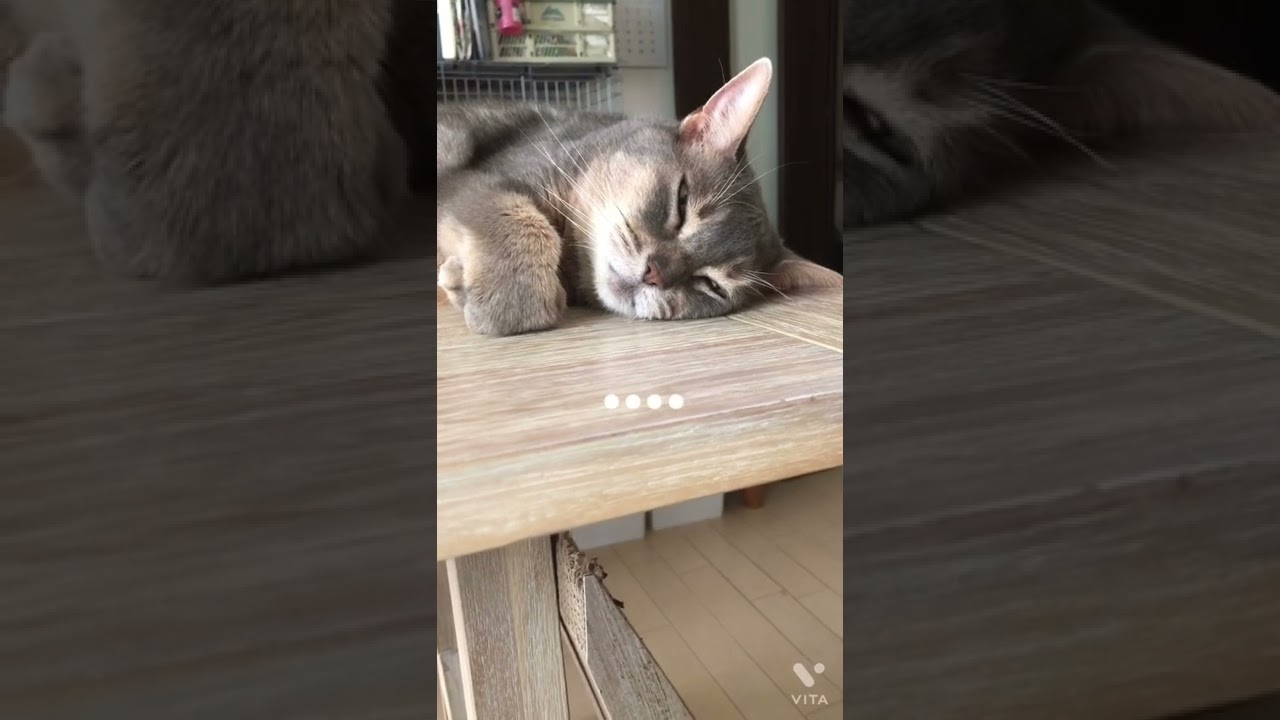 一体、どっち！？#shorts #まな猫#猫動画#アビシニアン#cat